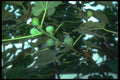 152026 Ficus Carica (Common Ficus) A4 Photo Print