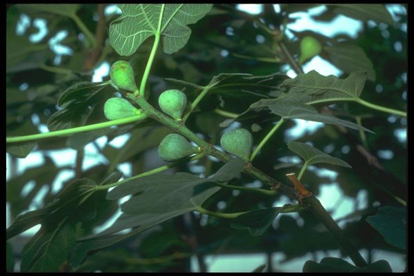 152026 Ficus Carica (Common Ficus) A4 Photo Print