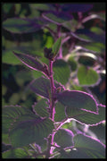 152027 Gynura Aurantiaca (Velvet Plant) A4 Photo Print
