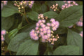 152028 Eupatorium Sp (Boneset) A4 Photo Print