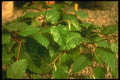 152030 Cissus Antartica (Kangaroo Vine) A4 Photo Print
