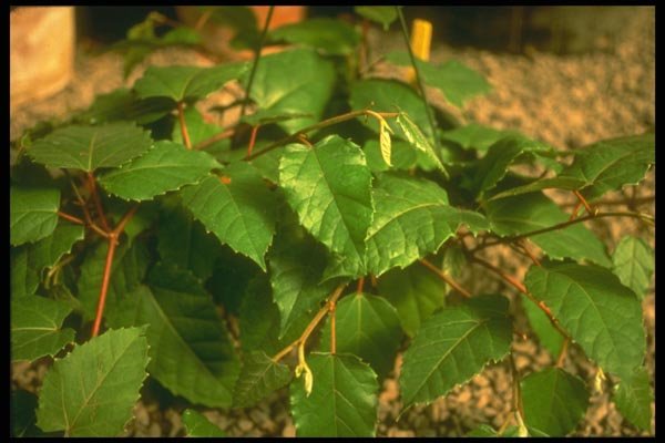 152030 Cissus Antartica (Kangaroo Vine) A4 Photo Print