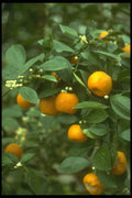 152031 Citrus Reticulata (Mandarin Orange) A4 Photo Print