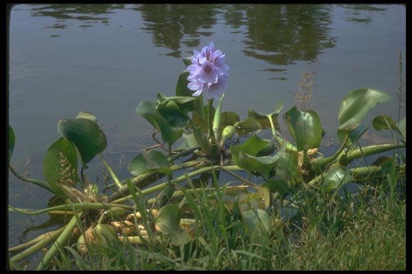 152032 Eichhornia Crassipes (Water Hyacinth) A4 Photo Print