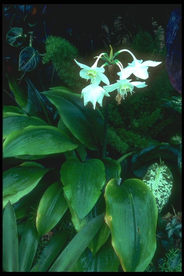 152033 Eucharis Grandiflora (Amazon) A4 Photo Print