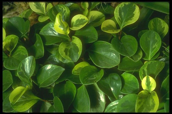152034 Peperomia Obtusifolia (Baby Rubber Plant) A4 Photo Print