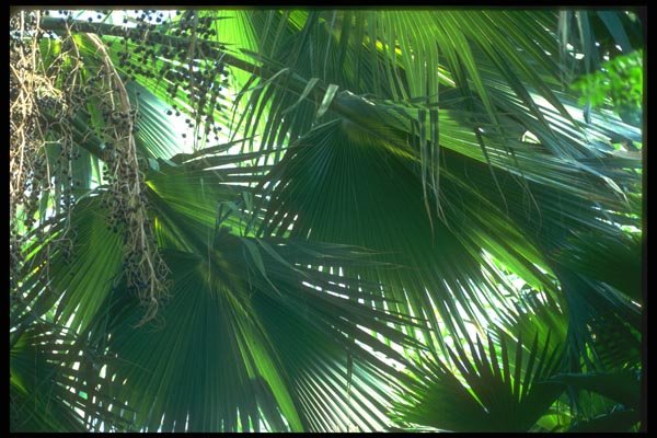 152035 Sabal Palmetto (Cabbage Palmetto) A4 Photo Print