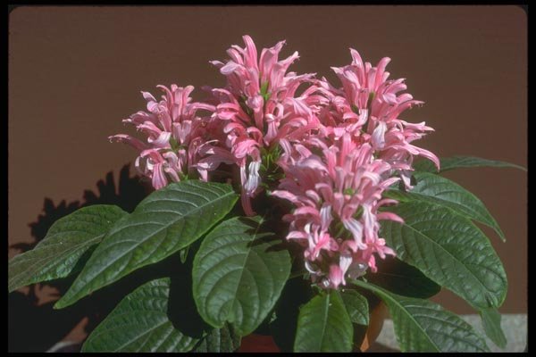 152036 Jacobinia Pohliana (Brazilian Plume) A4 Photo Print