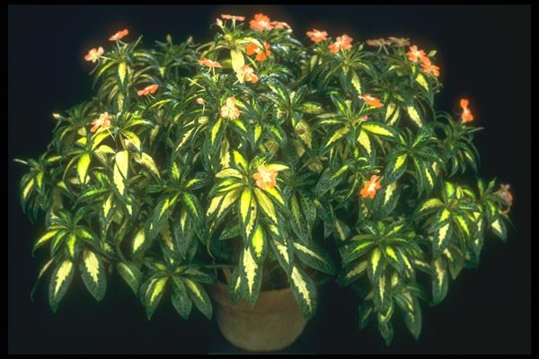 152037 Impatiens Fanfare (Balsam) A4 Photo Print