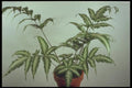 152039 Pteris Quadriaurita V. Argyraea (Silver Fern) A4 Photo Print