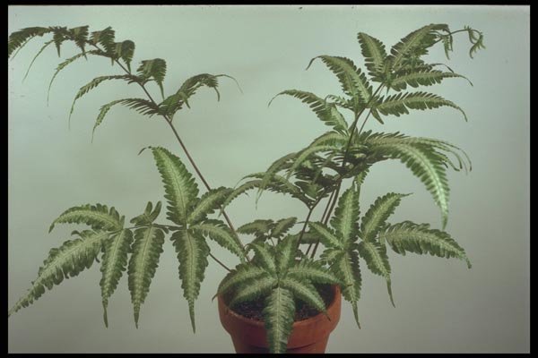 152039 Pteris Quadriaurita V. Argyraea (Silver Fern) A4 Photo Print