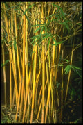 152040 Bambusa Glaucescens (Hedge Bamboo) A4 Photo Print