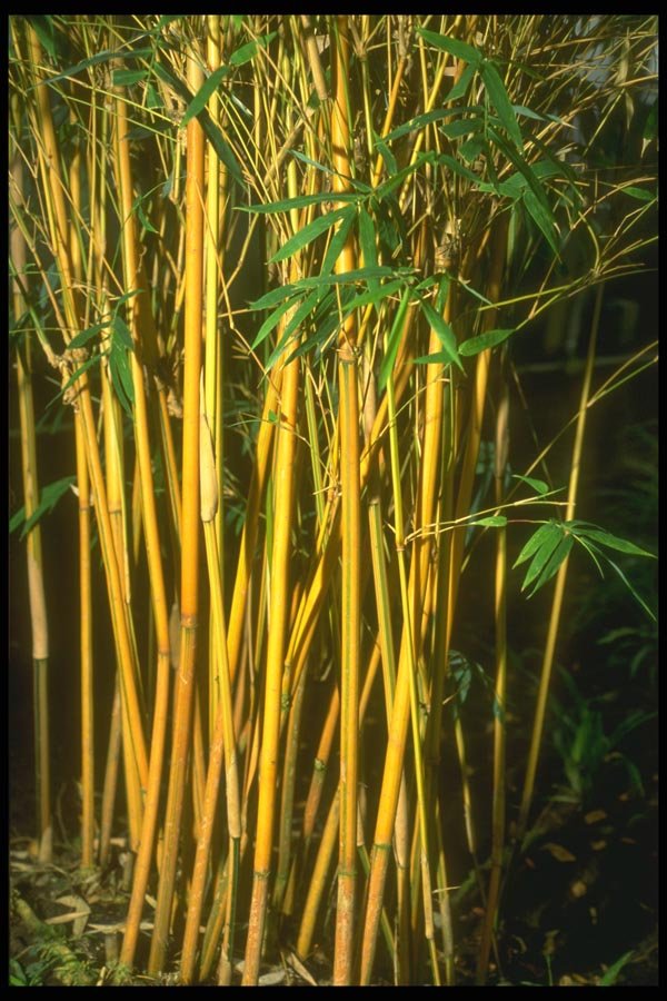 152040 Bambusa Glaucescens (Hedge Bamboo) A4 Photo Print
