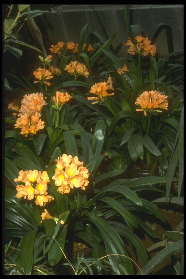 152041 Clivia Miniata (Kafir Lily) A4 Photo Print