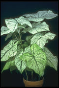 152042 Caladium Candidum (Elephant's Ear) A4 Photo Print