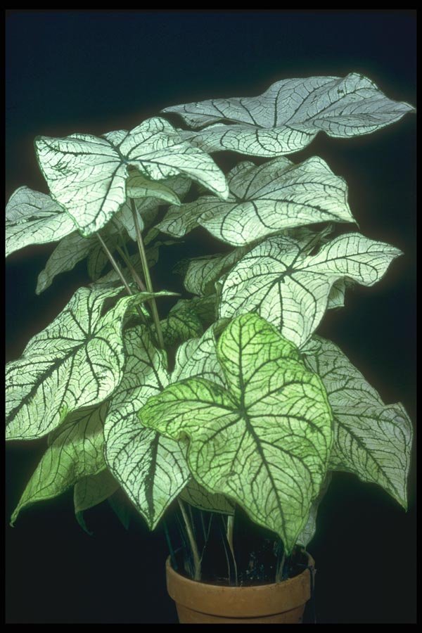 152042 Caladium Candidum (Elephant's Ear) A4 Photo Print
