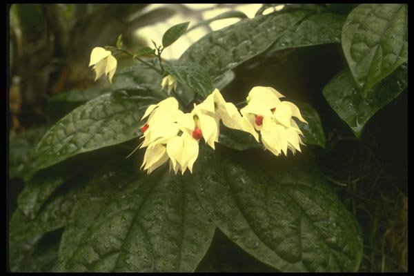 152043 Clerodendron Thomsonae Variegatum (Bleeding heart Vine) A4 Photo Print