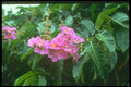 152044 Lagerstroemia Speciosa (Queen's Crape Myrtle) A4 Photo Print