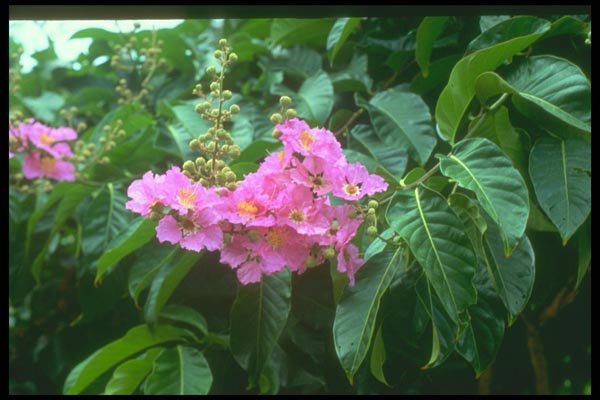 152044 Lagerstroemia Speciosa (Queen's Crape Myrtle) A4 Photo Print