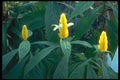 152045 Pachystachys Lutea (Lollipop Plant) A4 Photo Print