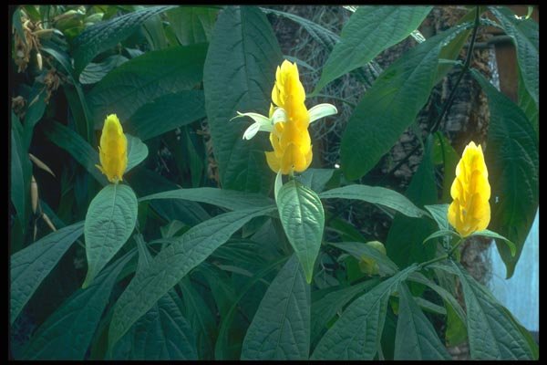 152045 Pachystachys Lutea (Lollipop Plant) A4 Photo Print