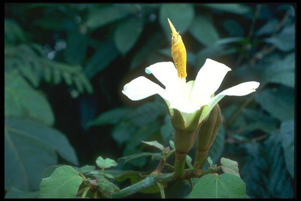 152046 Ochroma Lagopus (Balsa) A4 Photo Print