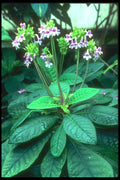 152048 Tetranena Roseum (Mexican Violet) A4 Photo Print