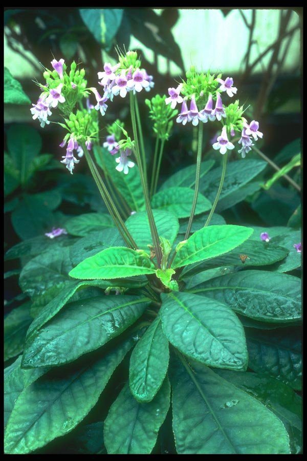 152048 Tetranena Roseum (Mexican Violet) A4 Photo Print