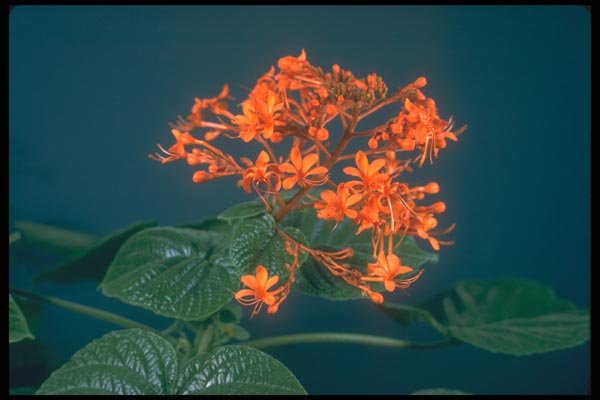 152049 Clerodendron Speciosissimum (Glory Bower) A4 Photo Print