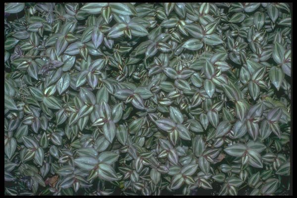 152050 Tradescantia Sp (Spiderwort) A4 Photo Print