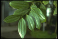 152051 Cinnamonum Zeylanicum (Cinnamon) A4 Photo Print
