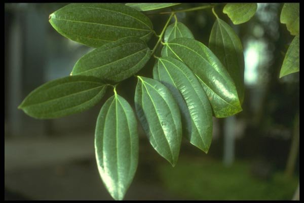 152051 Cinnamonum Zeylanicum (Cinnamon) A4 Photo Print
