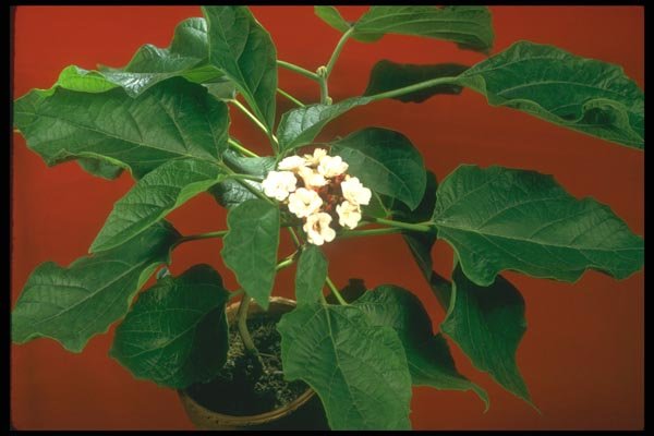 152052 Clerodendron Philippinum (Glory Bower) A4 Photo Print