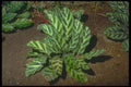 152053 Calathea Miotti A4 Photo Print