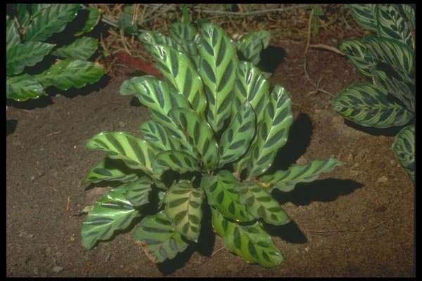 152053 Calathea Miotti A4 Photo Print