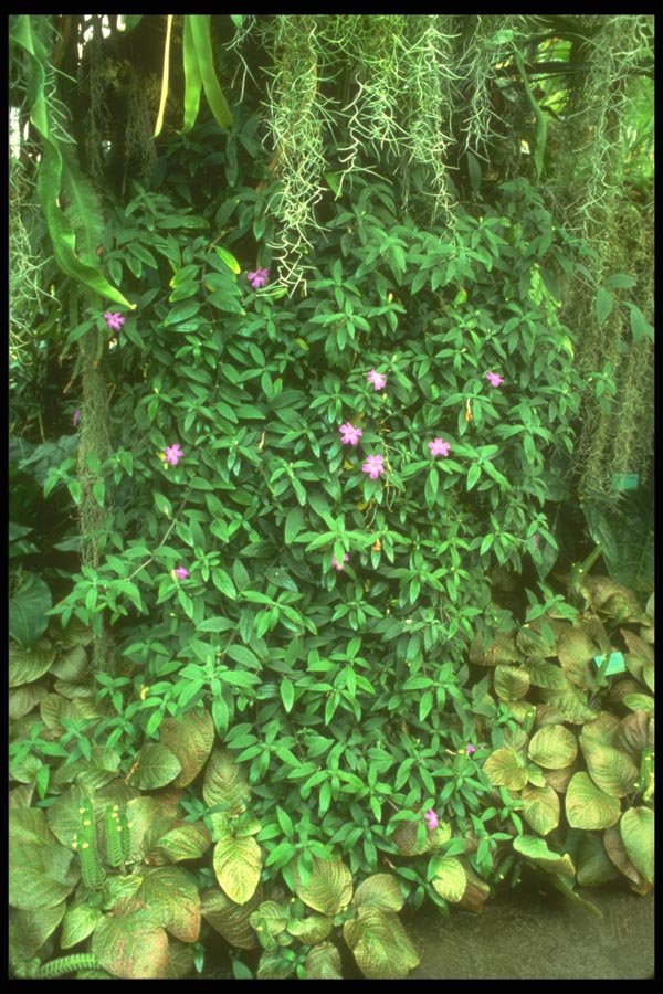 152054 Ruella Speciosa A4 Photo Print