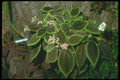152055 Pilea Involucrata (Friendship Plant) A4 Photo Print