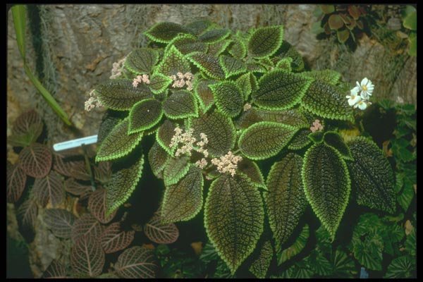 152055 Pilea Involucrata (Friendship Plant) A4 Photo Print