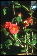 152057 Camelia Japonica A. Audusson (Common Camellia) A4 Photo Print