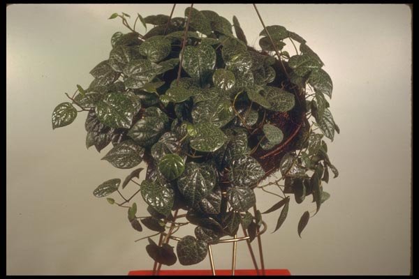 152058 Piper Ornatum (Celebes Pepper) A4 Photo Print