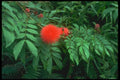 152060 Calliandra Inaquilatera (Red Powder puff) A4 Photo Print