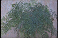 152061 Adiantum Cuneatum (Delta Maidenhair) A4 Photo Print