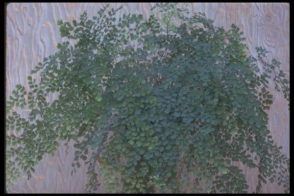 152061 Adiantum Cuneatum (Delta Maidenhair) A4 Photo Print