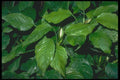 152062 Aglaonema Simplex A4 Photo Print