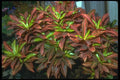 152063 Cofiaeum Variegatum (Garden Croton) A4 Photo Print