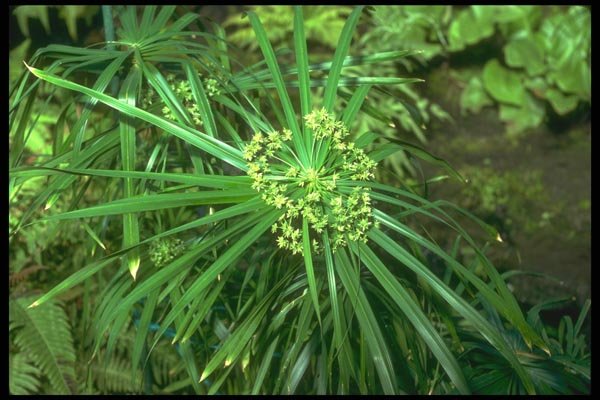 152064 Cyperus Alternifolius (Umbrella Plant) A4 Photo Print