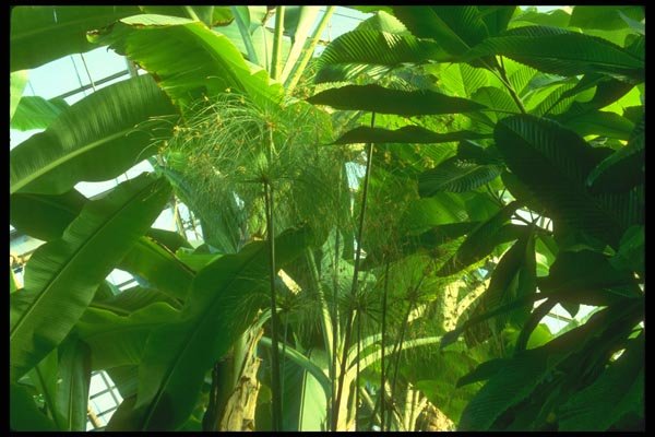 152065 Cyperus Papyrus (Papyrus) A4 Photo Print