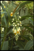 152067 Alpinia Speciosa (Shell Flower) A4 Photo Print