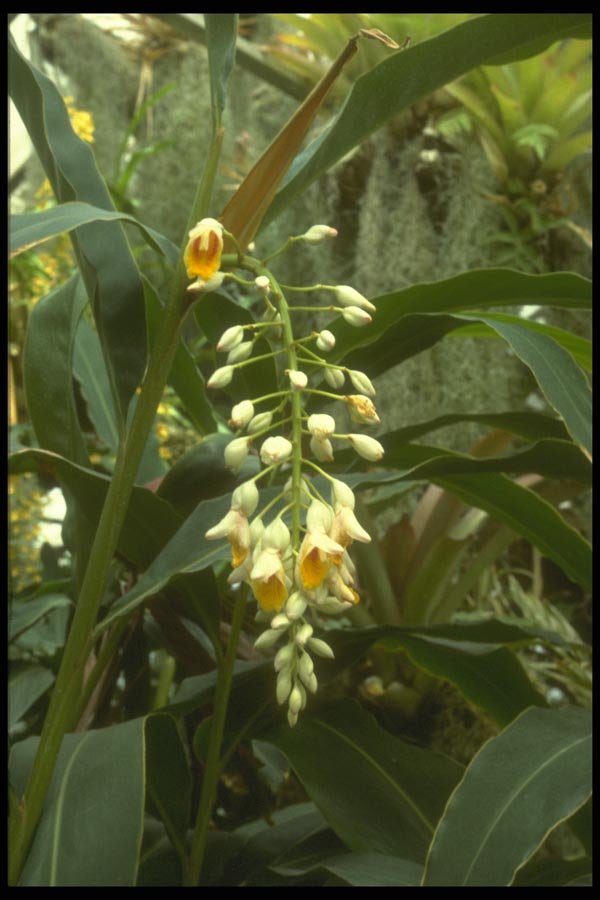 152067 Alpinia Speciosa (Shell Flower) A4 Photo Print