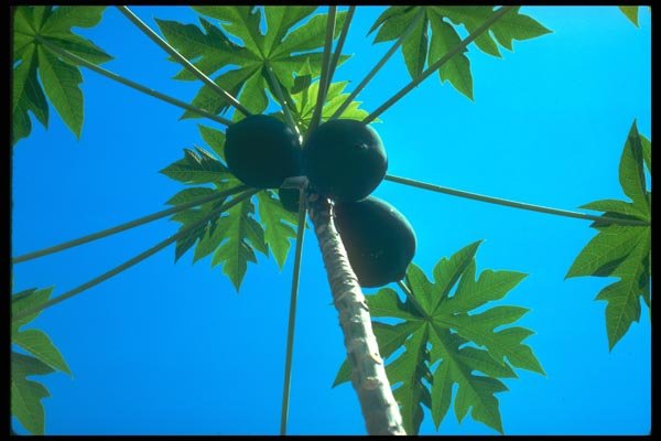 152068 Carica Papaya (Papaya) A4 Photo Print